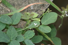 Desmodium scorpiurus